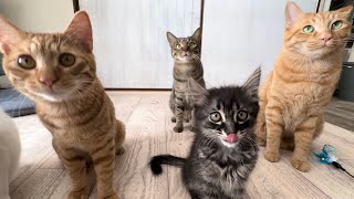 おやつを出したら保護猫たちの圧が凄すぎた【アオちゃん日記#59〜青い秋空〜】Kittens wanting treats. 子猫