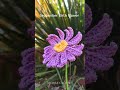 September's Birth Flower is live - Crochet Aster Flower Tutorial