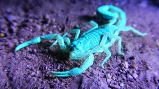 Scorpion Fluoresces Under UV Light!