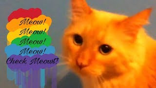 Video thumbnail of "Meow! Meow! Meow! Meow! Check Meowt! - Music Video"