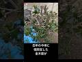 去年の冬に強剪定したキンモクセイが#金木犀 #剪定