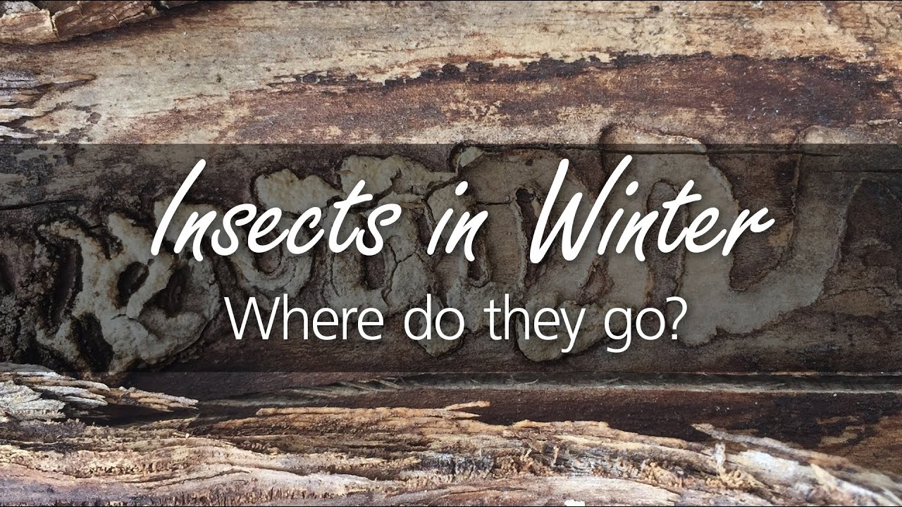Evidence of Insects in Winter