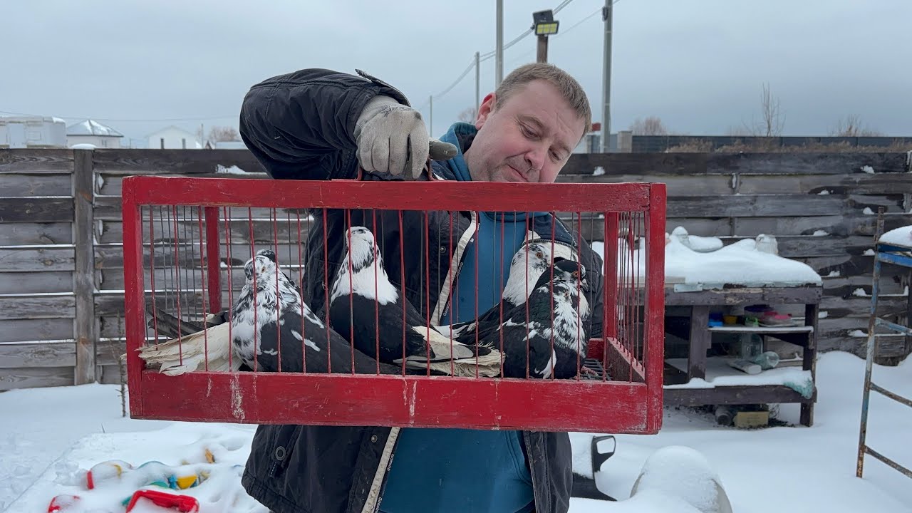 Полтавскі чорнохвості, чєрвонорябі та чорнорябі- кримаки.Миколаївські голуби продовжую розведення!