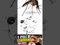 Life cycle of plasmodium