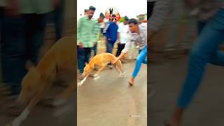 kolhapur dog race || dog res || Dog racing kolhapur || #shorts