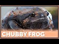 First Impressions on Chubby Frogs! Do they make Good Pets?