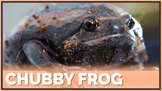 First Impressions on Chubby Frogs! Do they make Good Pets?