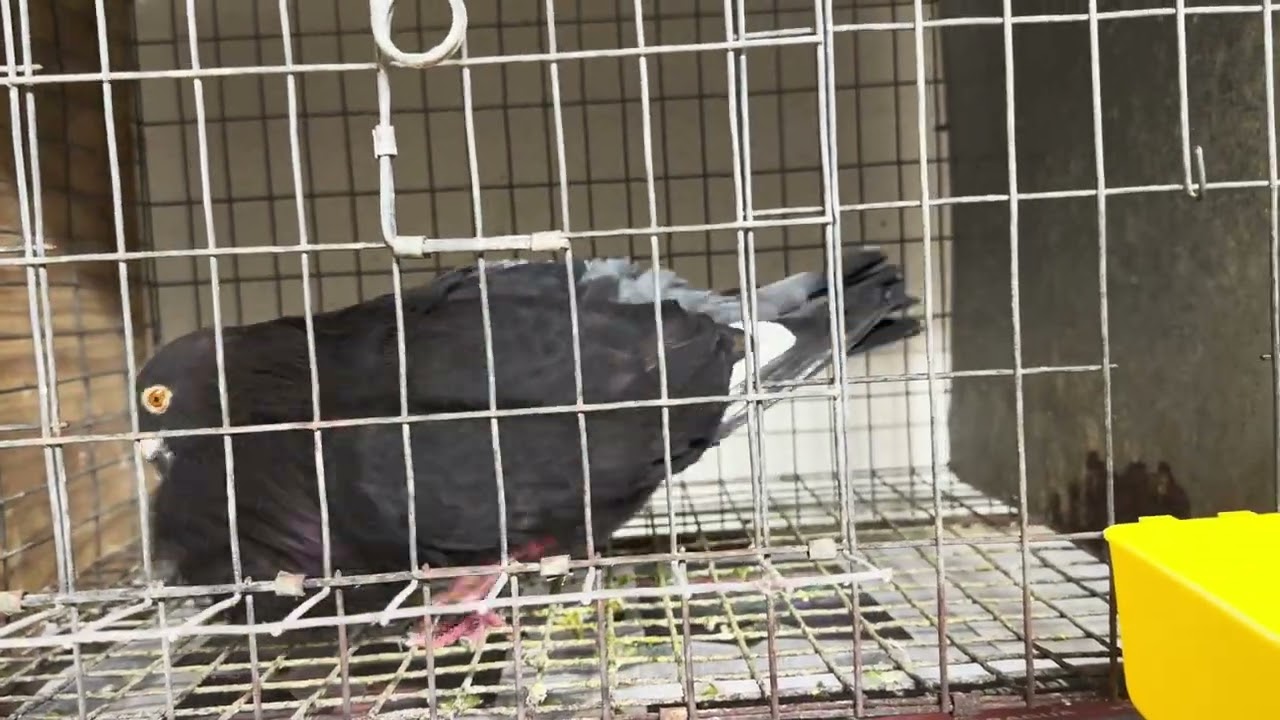 Palomos de vuelo de todos los colores