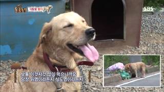 20130825 TV동물농장 #2(3)