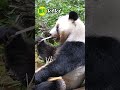 【ほのぼの】レイレイ、得意の木登りで観覧客から拍手！おやつBOXにも夢中！ #ジャイアントパンダ #レイレイ