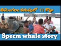 Sperm Whale Story in Telugu