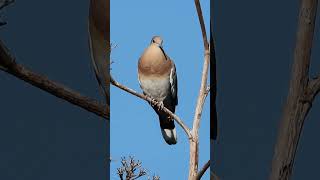White-winged Dove Calling #shorts