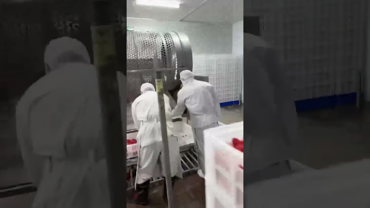 Straberries berries iqf freezing tunnel and grading machine 