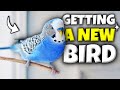 Everything you need to know before getting a bird