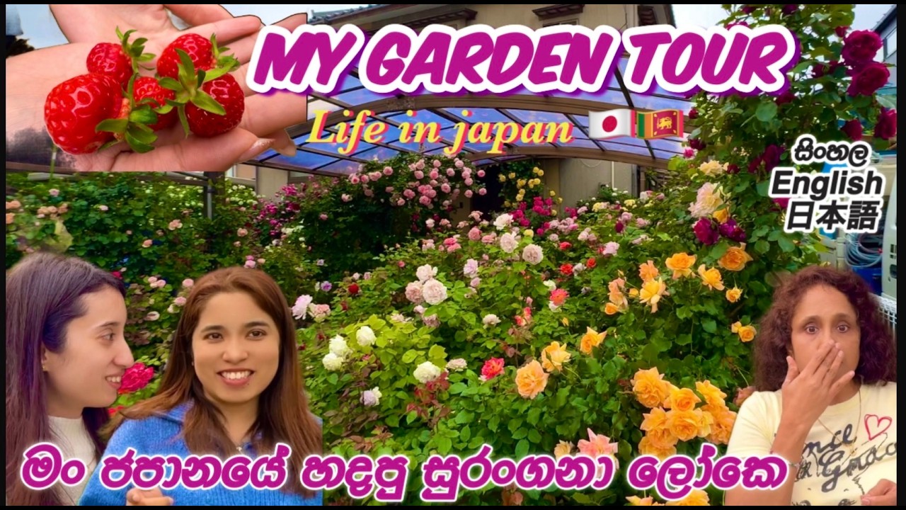 මං ජපානයේ හදපු සුරංගනා ලෝකෙ🇯🇵🇱🇰 Sri Lankan fairy tale rose garden🇯🇵薔薇園作ったスリランカ人妻🇱🇰|Life in japan🇯🇵🇱🇰