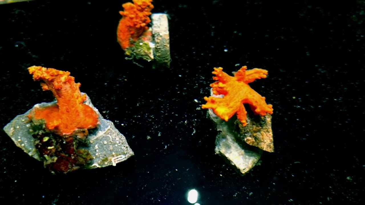 Scleronephthya Orange