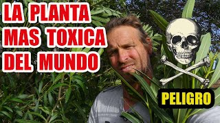 LA PLANTA MAS TOXICA DEL  MUNDO ⚠⚠⚠