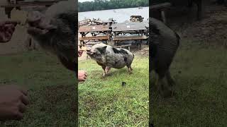 Sweet Eats Adventure Farm Flooded in July 2025