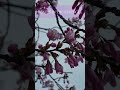 60-Second Nervous System Reset & Reflection | Beauty in the Struggle 🌸⛈️💨 #Nature #WindASMR #Birds