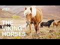 The horses of fire  ice  icelandic horses  ride presented by longines