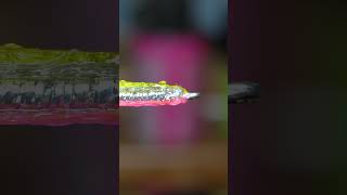 Surf Candy with Solarez Resin #shorts  #flytying
