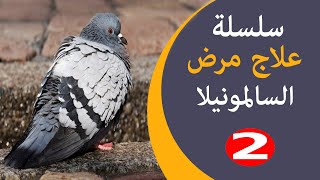 الخطوة الثانية في علاج السالمونيلا