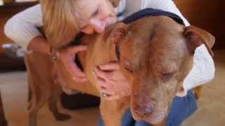 Loving Pit Bull Rescued from Dogfighting Raid  Meet Hank