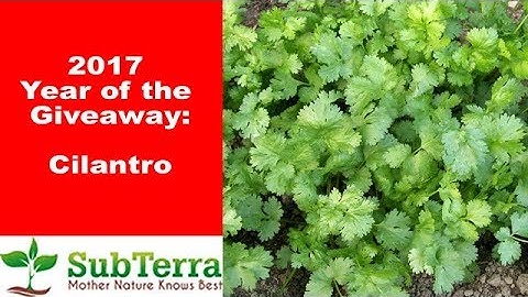 Is Cilantro the Ultimate Multi-Use Herb? ** Giveaway video **