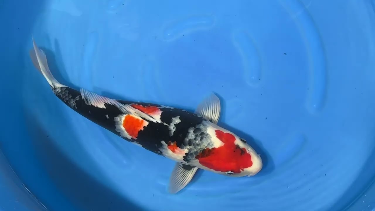 Welcome to Koi of the Week! Archives - Kodama Koi Farm