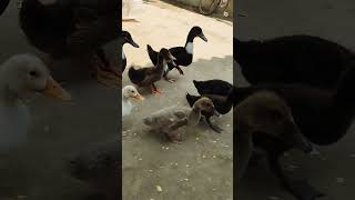 Chhotto Has Beray Ak Sathe Bachcha