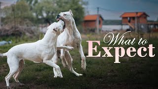 Owning a Dogo Argentino: What to Expect by Dogmal 419 views 2 weeks ago 2 minutes, 15 seconds