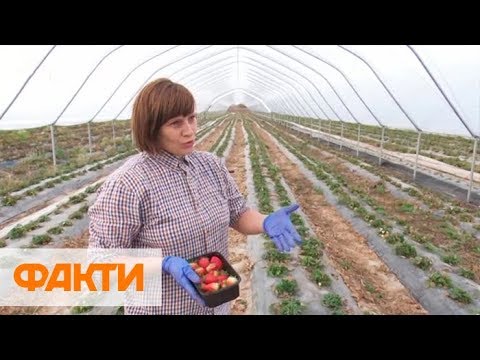 Рай среди осени: как фермер из Прикарпатья сделал бизнес на клубнике