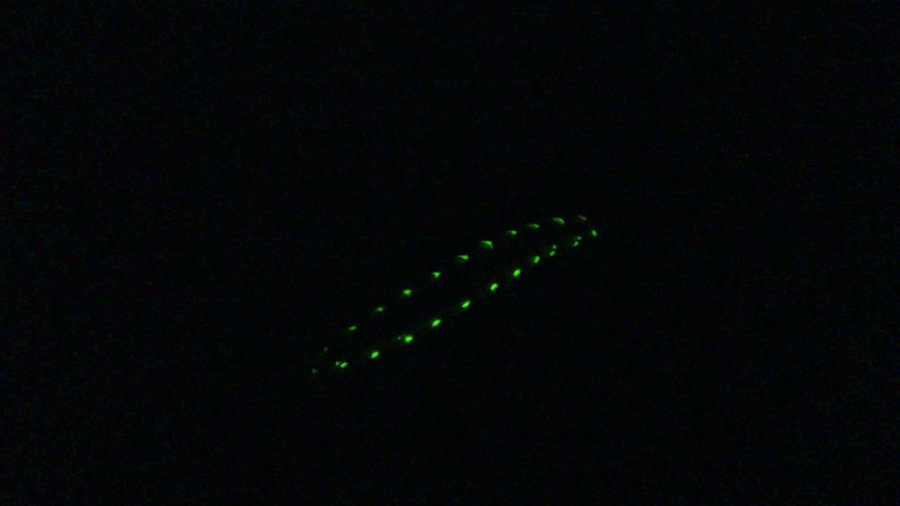 Railworm Rail worm, glowworm beetle, Rhagophthalmidae. Langkawi. - YouTube