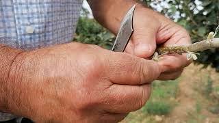 como hacer injerto  de yema o escudete .