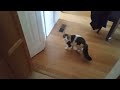 Miles the long haired mackerel tabby and white cat