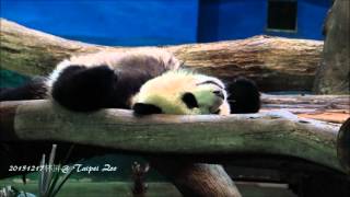 圓仔牌手錶特準時 20151217
