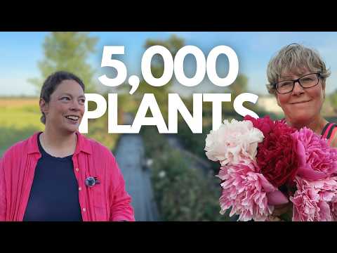 Peony Growing Masterclass: How Wanda Scaled to 5,000 Blooms in Alaska