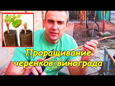 Video: Жүйүттөрдү кантип жана эмне үчүн сүннөткө отургузушат