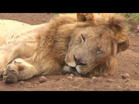 Video: Ngorongoro Kraatri Pilved, Tansaania [postkaart] - Matador Network