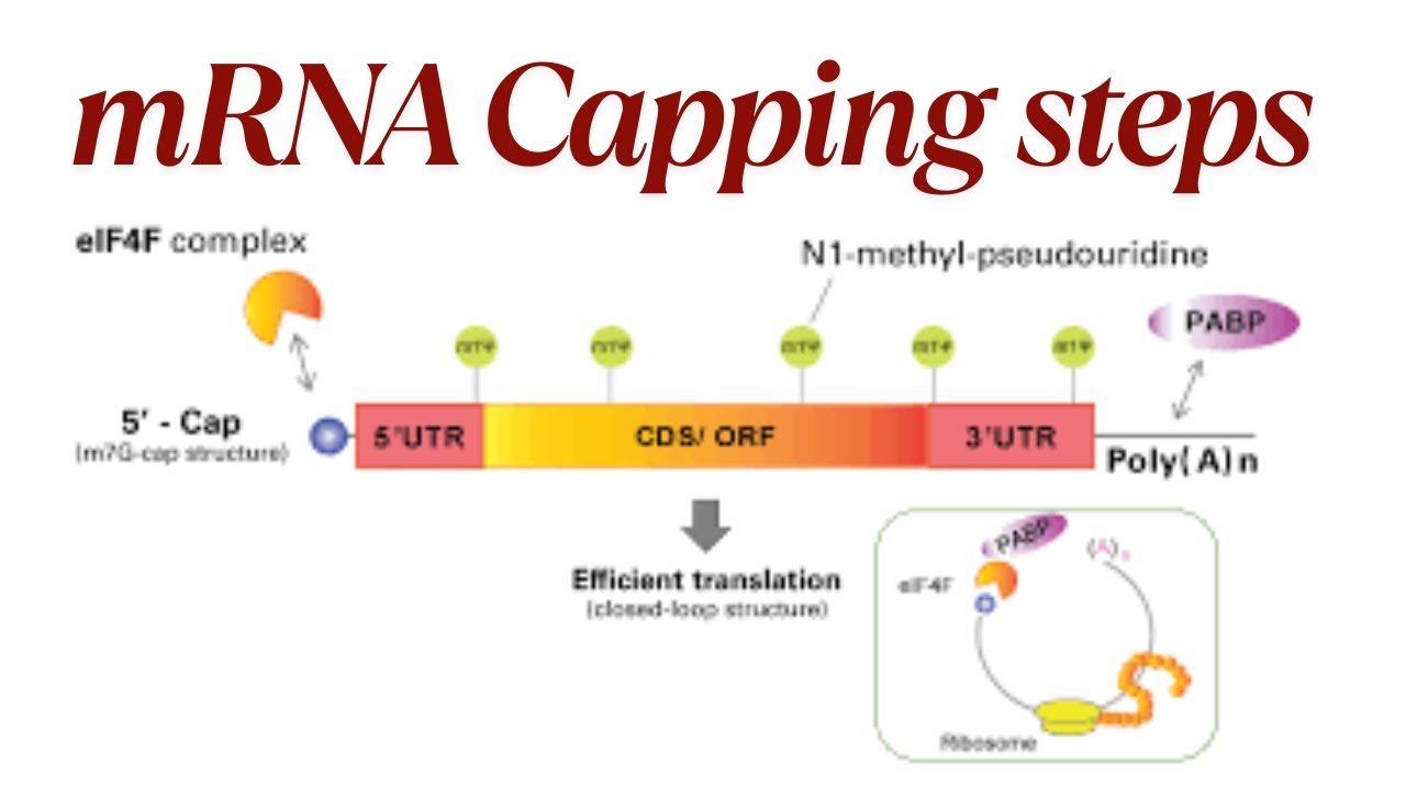 mRNA Capping steps #science #foryou #rna #viralvideo - YouTube