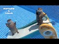 新しくなったプールとすべり台にカワウソが大喜びしてブチギレる・・！！　Otters Ready to Make a Splash in New Pool