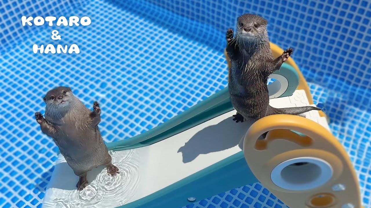 Выдры готовятся к лету с новым бассейном!