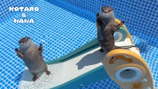 新しくなったプールとすべり台にカワウソが大喜びしてブチギレる・・！！　Otters Ready to Make a Splash in New Pool