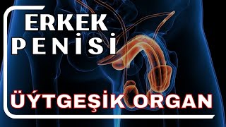 Erkek Köpeliş Organy Penis. Resimi