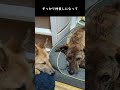 元猟犬と元野犬の子犬がすっかり家族になるまで　#shorts