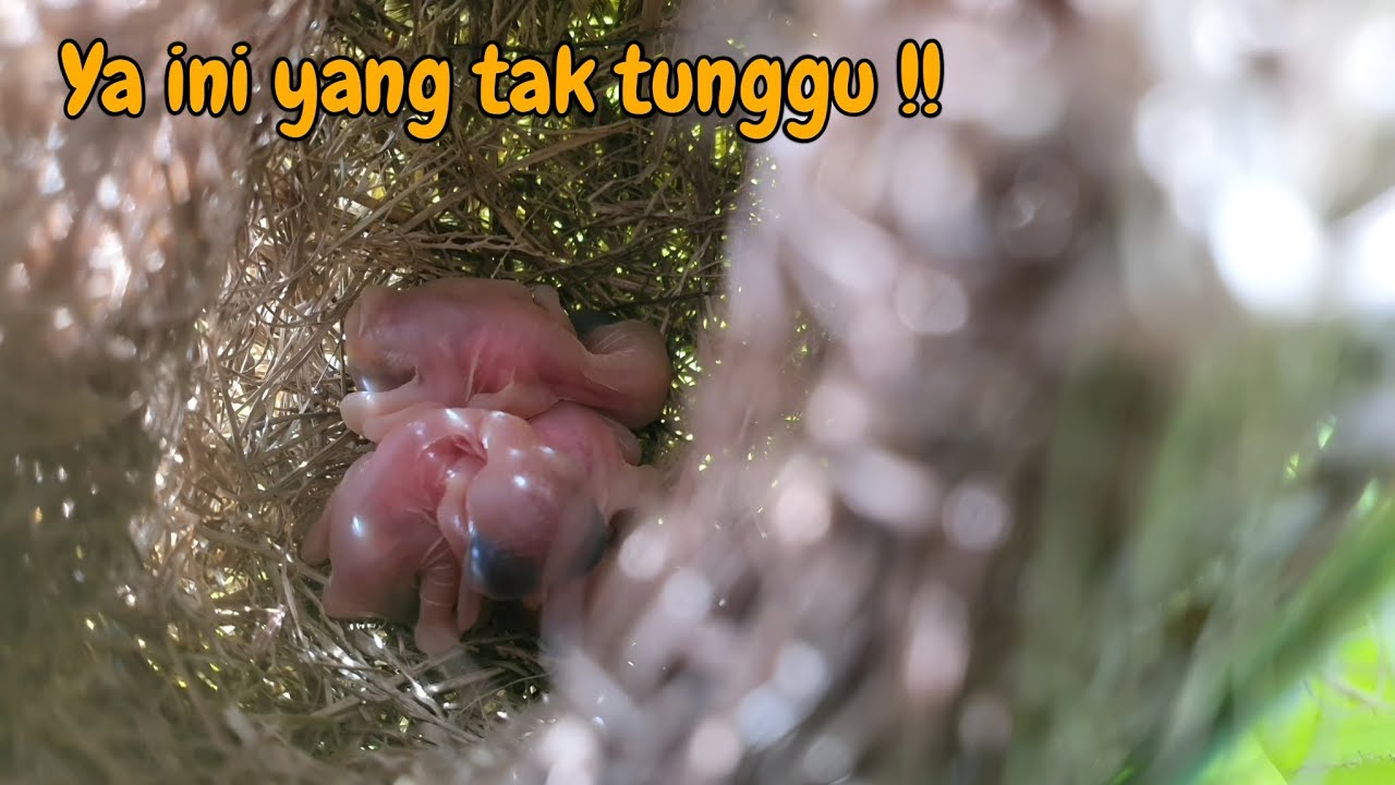 Rezeki di bulan ramadhan - mbolang kali ini menemukan 2 sarang burung !!