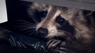 Raccoon Takes Over A Garbage Can For The Sweetest Reason
