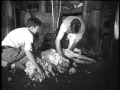 The Shearers 