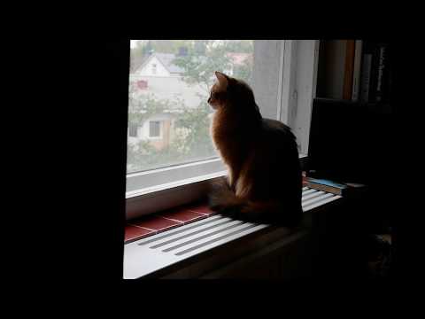 Video: Kissa, Jolla On Kaksi Korvaparia, Asuu Isossa-Britanniassa (3 Kuvaa) - Vaihtoehtoinen Näkymä