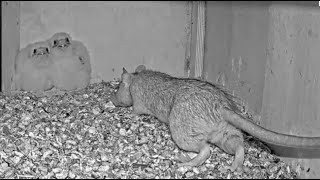 Dramatic Wildlife Encounter: Rat Intrudes on Kestrel Nest With Two Nestlings.